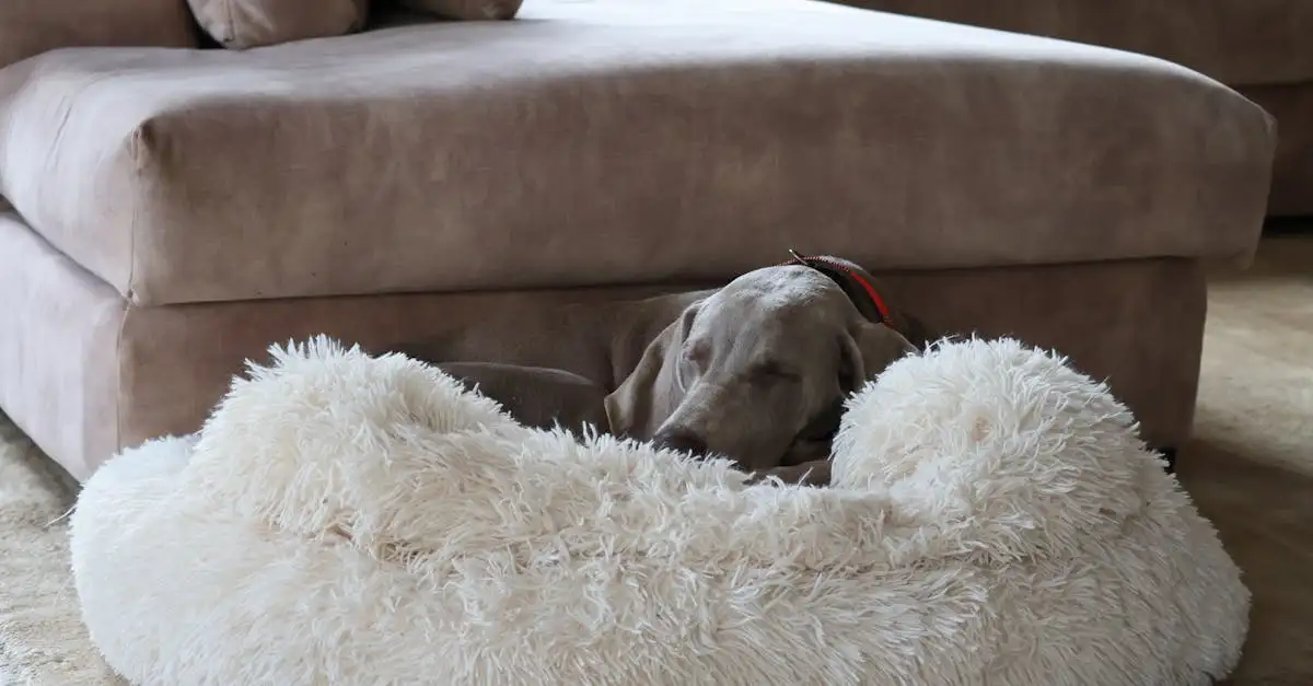 Comfortabele honden bedden voor elke viervoeter