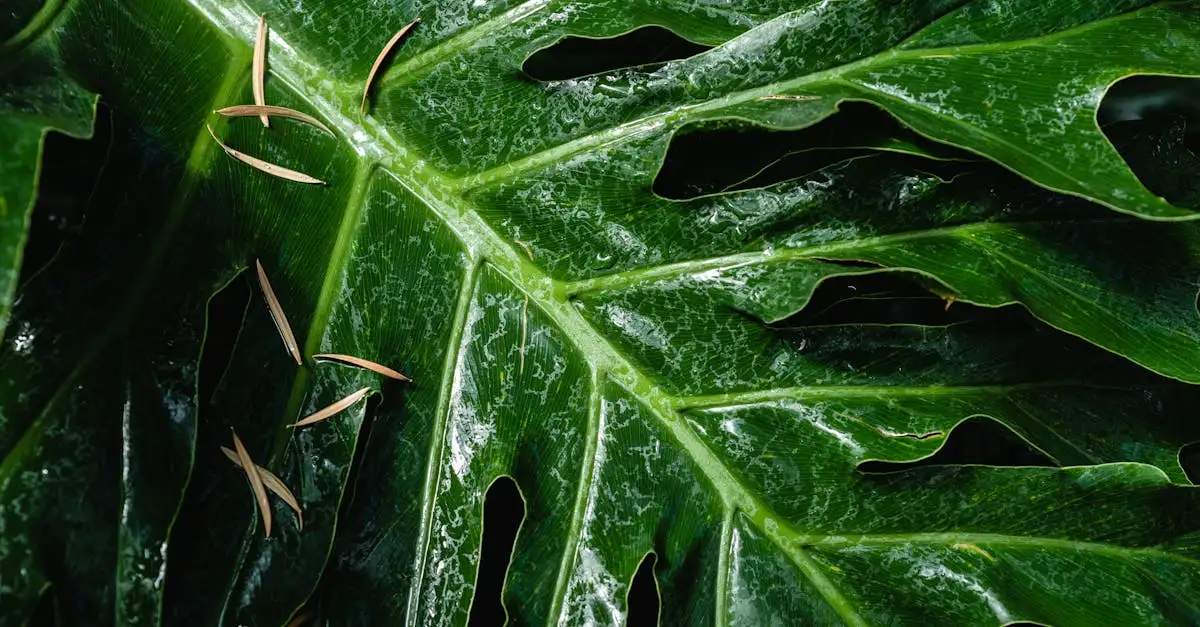 Creëer een avontuurlijke kinderkamer met jungle bedden