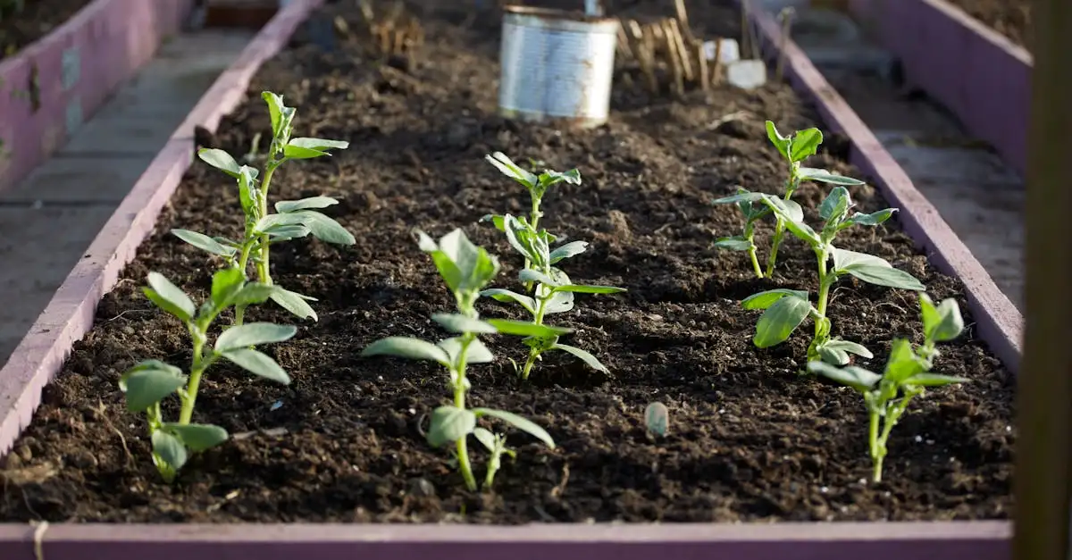 Moestuin verhoogde bedden: Tips voor een succesvolle oogst