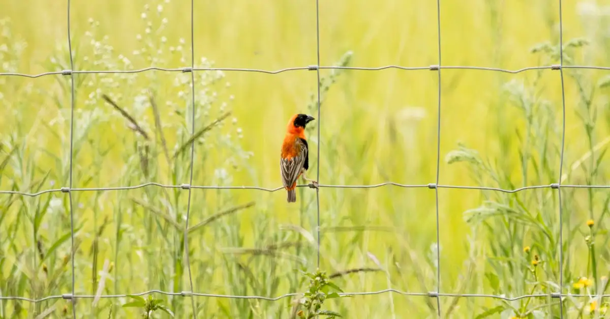 Veld bedden kopen? Ontdek ons ruime assortiment nu